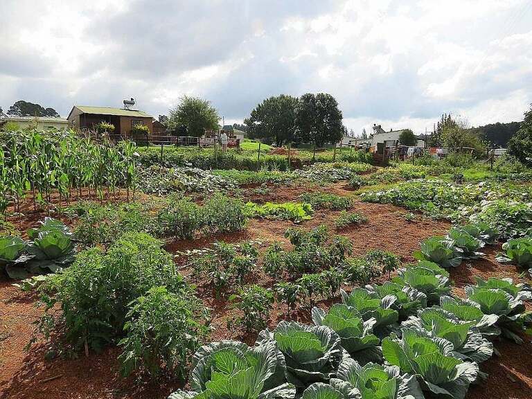 Vegetable Garden