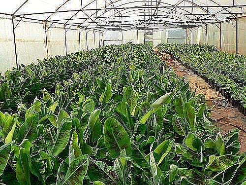 Banana plants