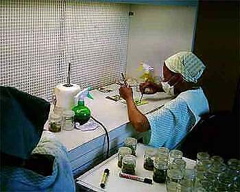 Tissue Culture Laboratory